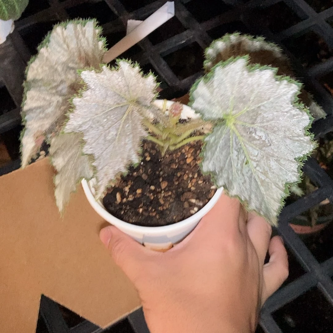 富矿脉秋海棠一物一拍