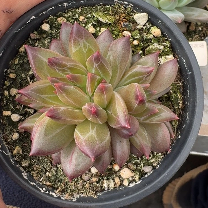 美人杂交 一物一拍