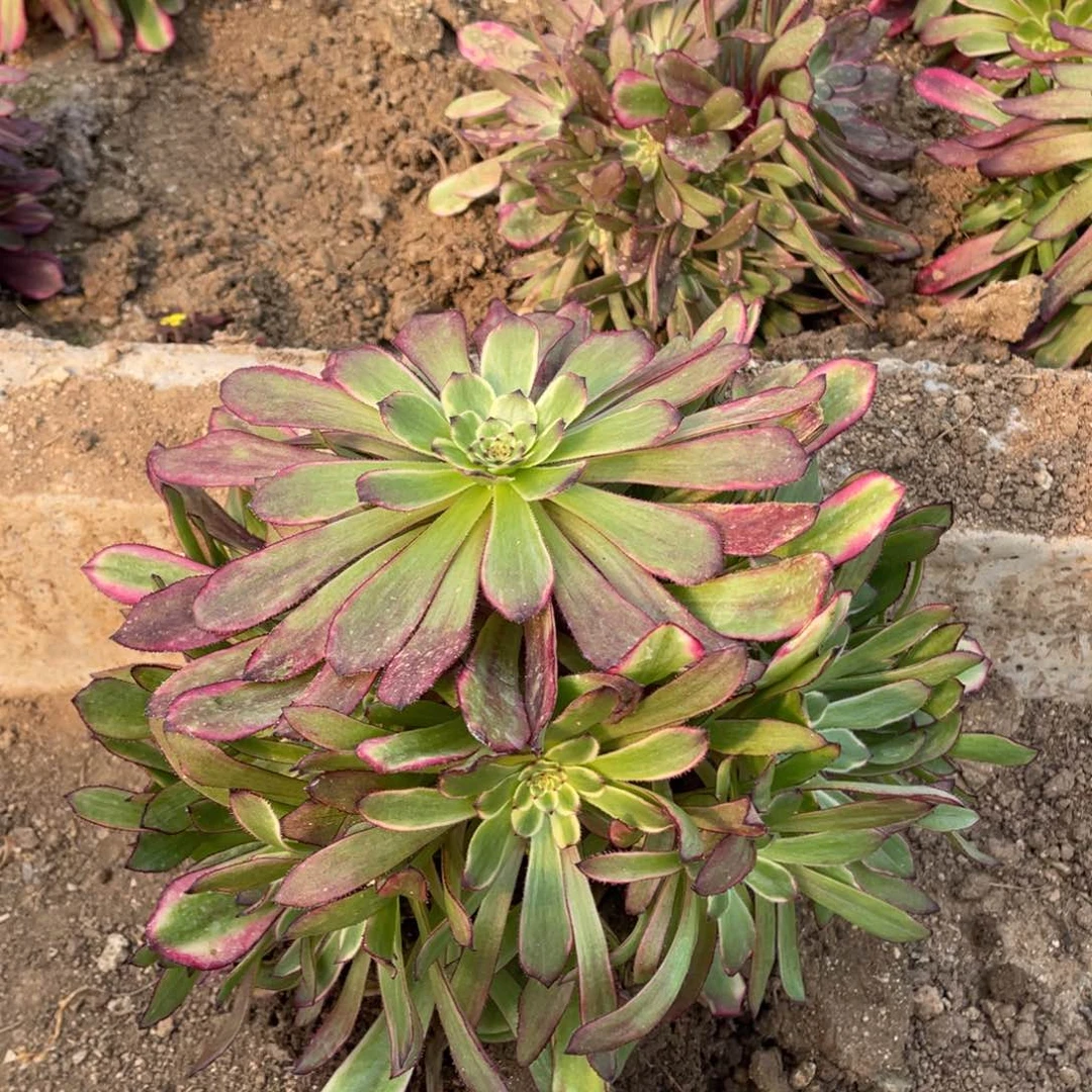 月蝉多肉法师断枝不包