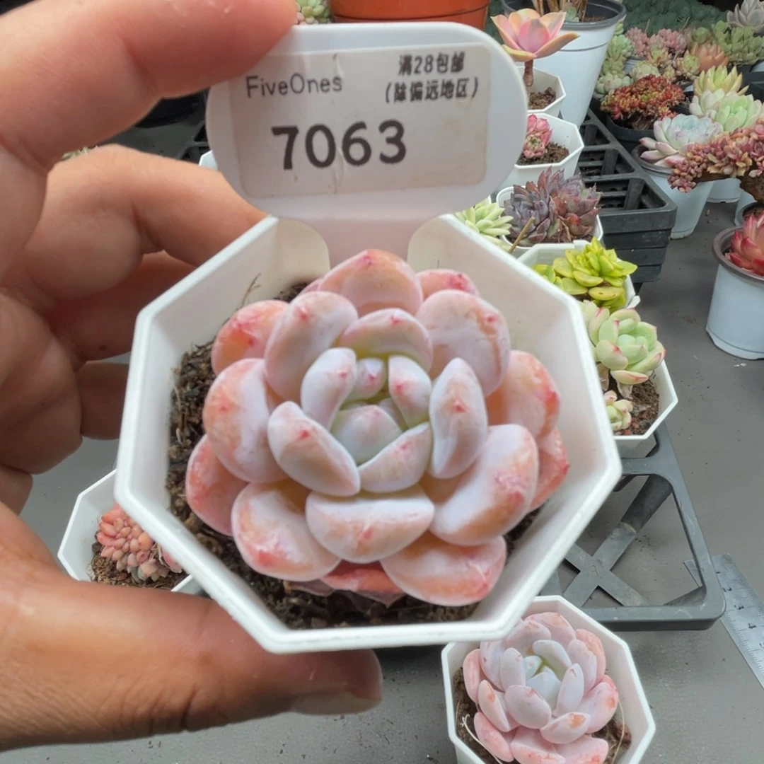 7063橙子5.0厘米