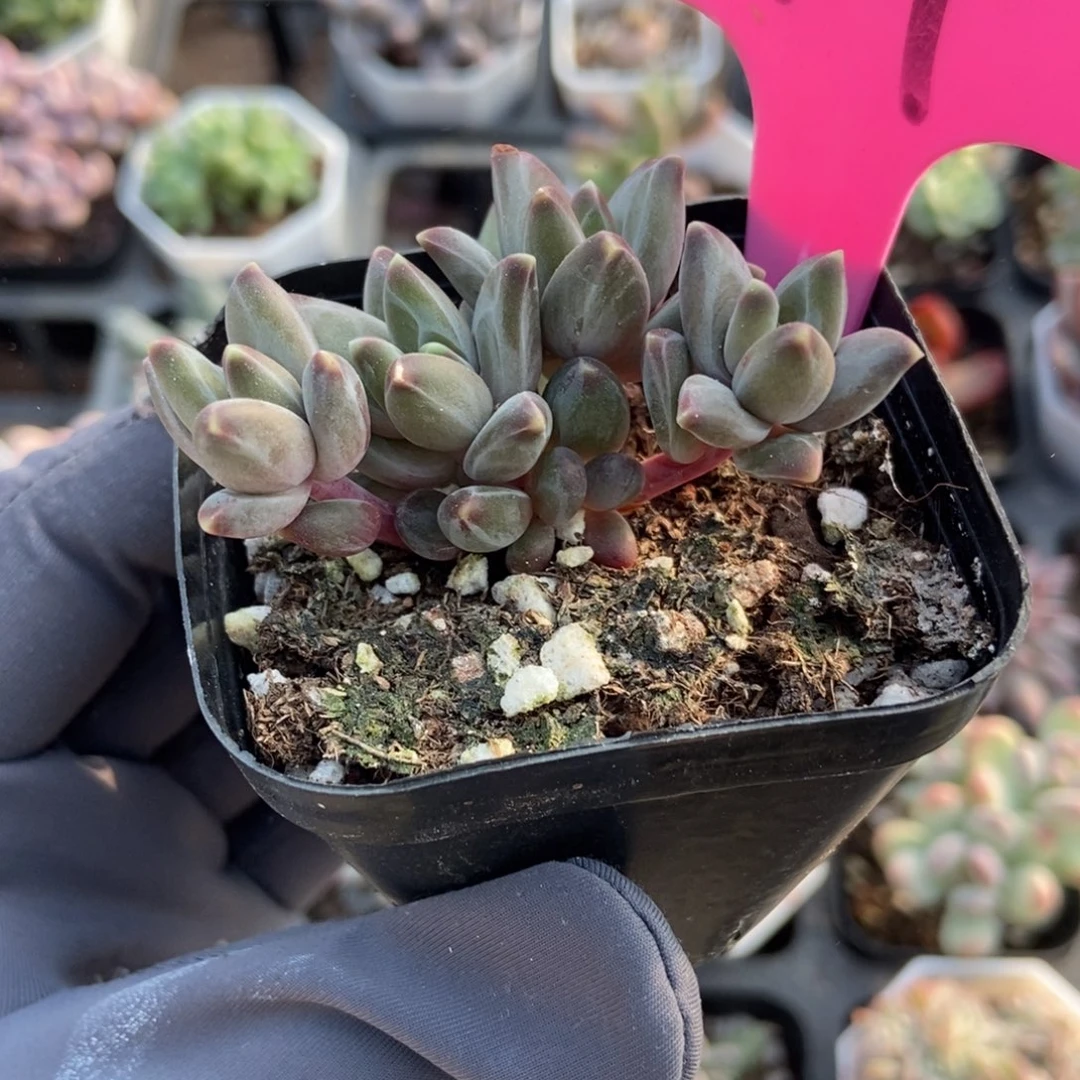 77梵高美人多肉植物