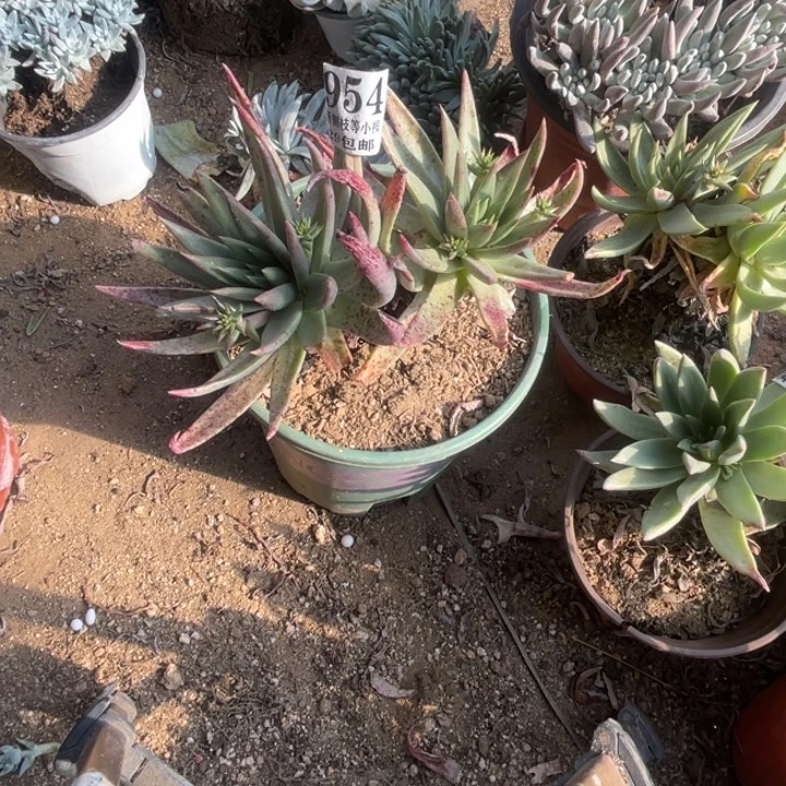 954号伊静思多肉植物