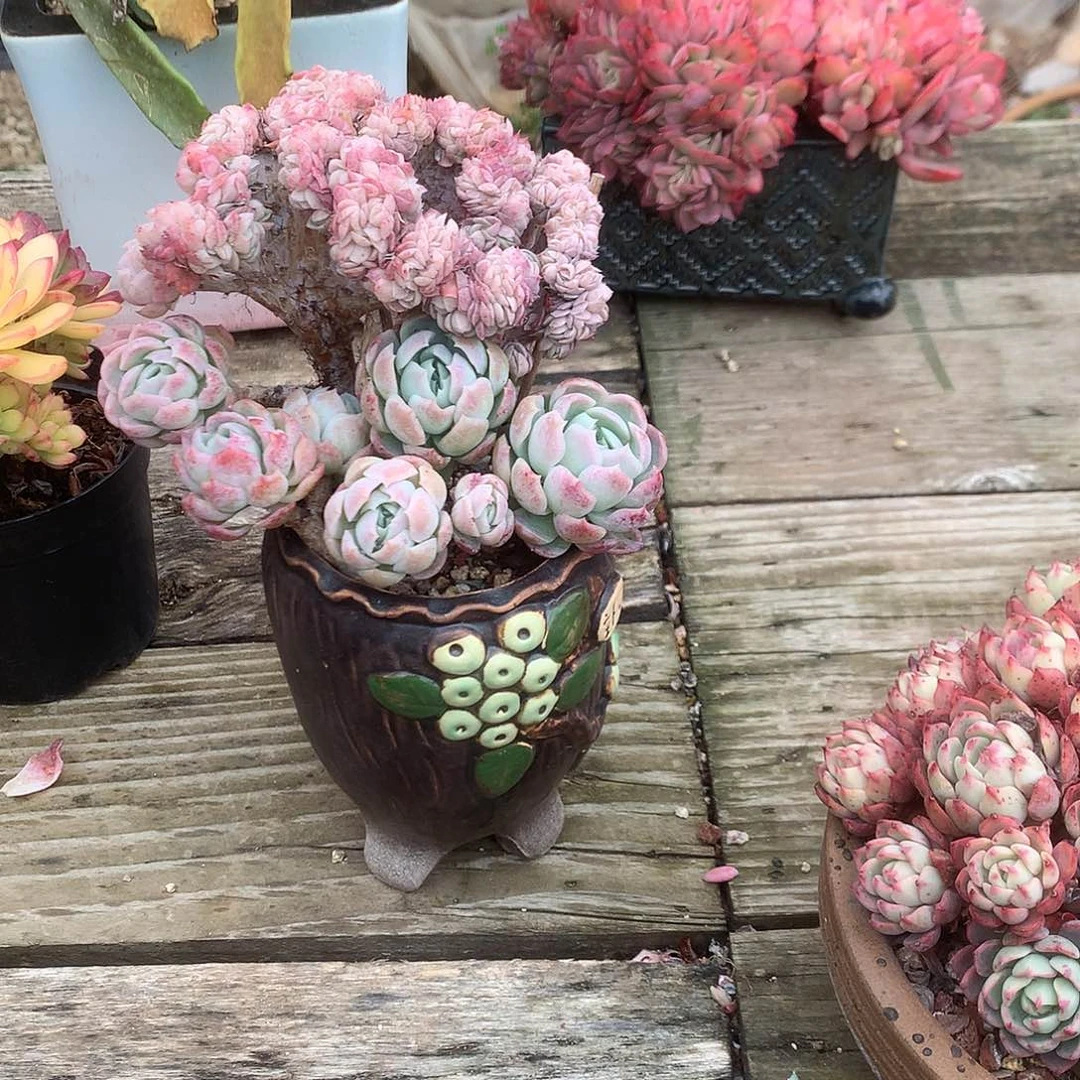 五***雨贝瑞缀多肉植物脱土