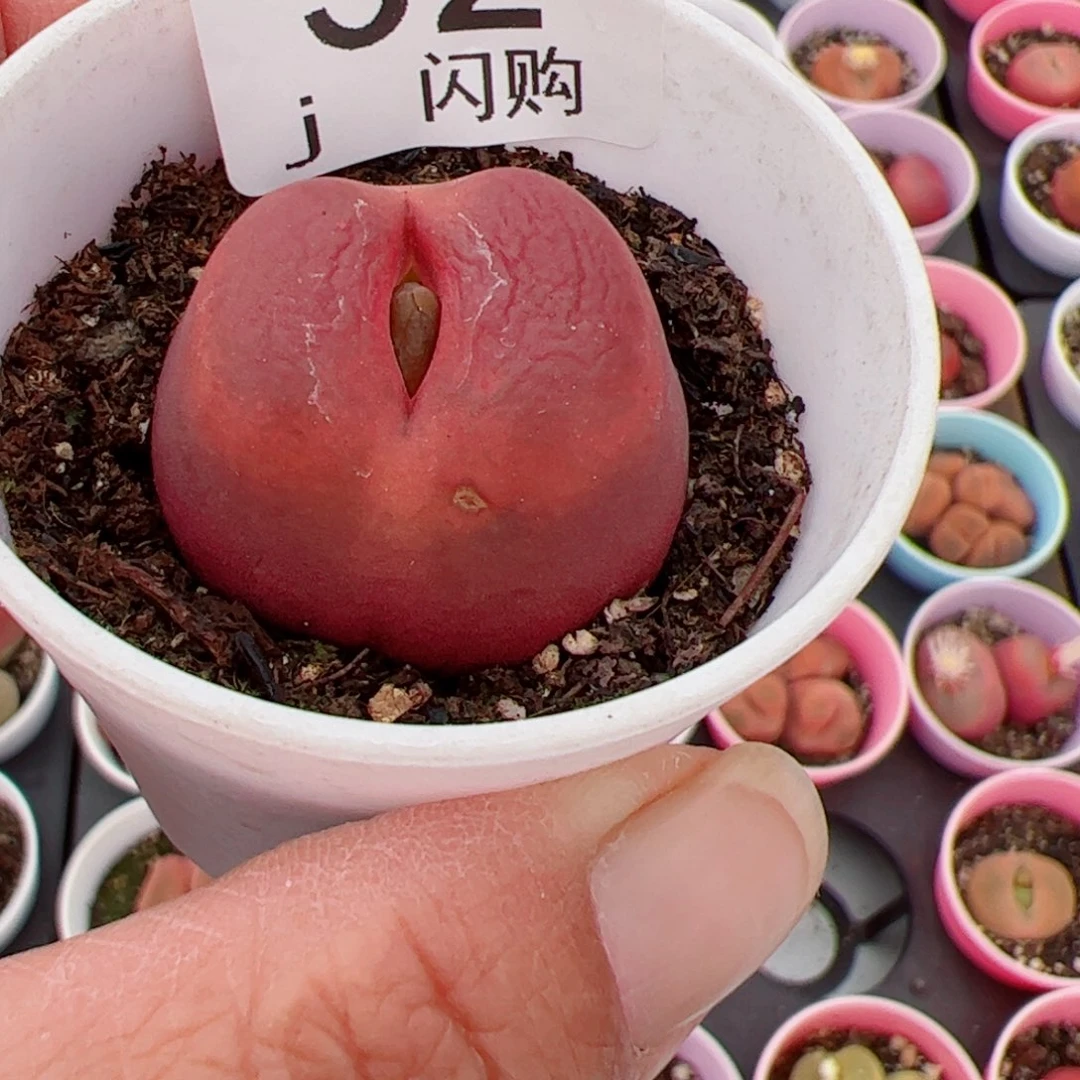 无花朵M****何我很喜欢这个J32