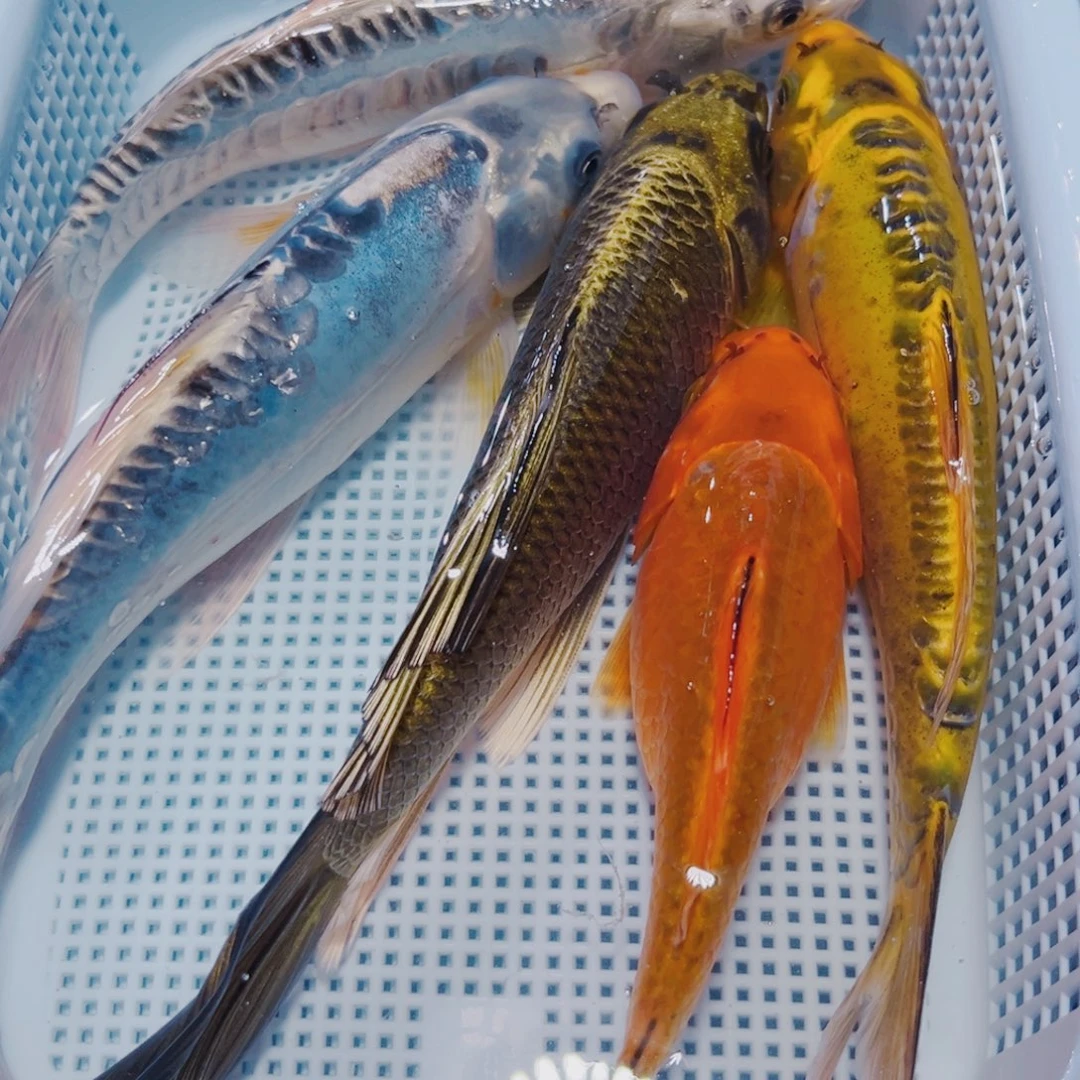 海水鱼锦鲤冷水观赏鱼