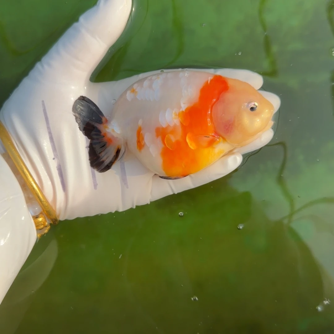 金鱼00044樱花三色