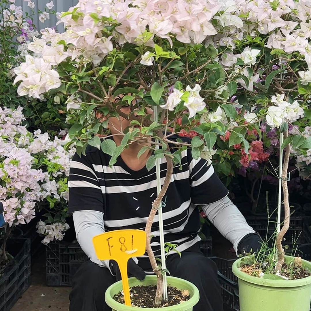 九***.大部分花苞少量开放F81苹果花