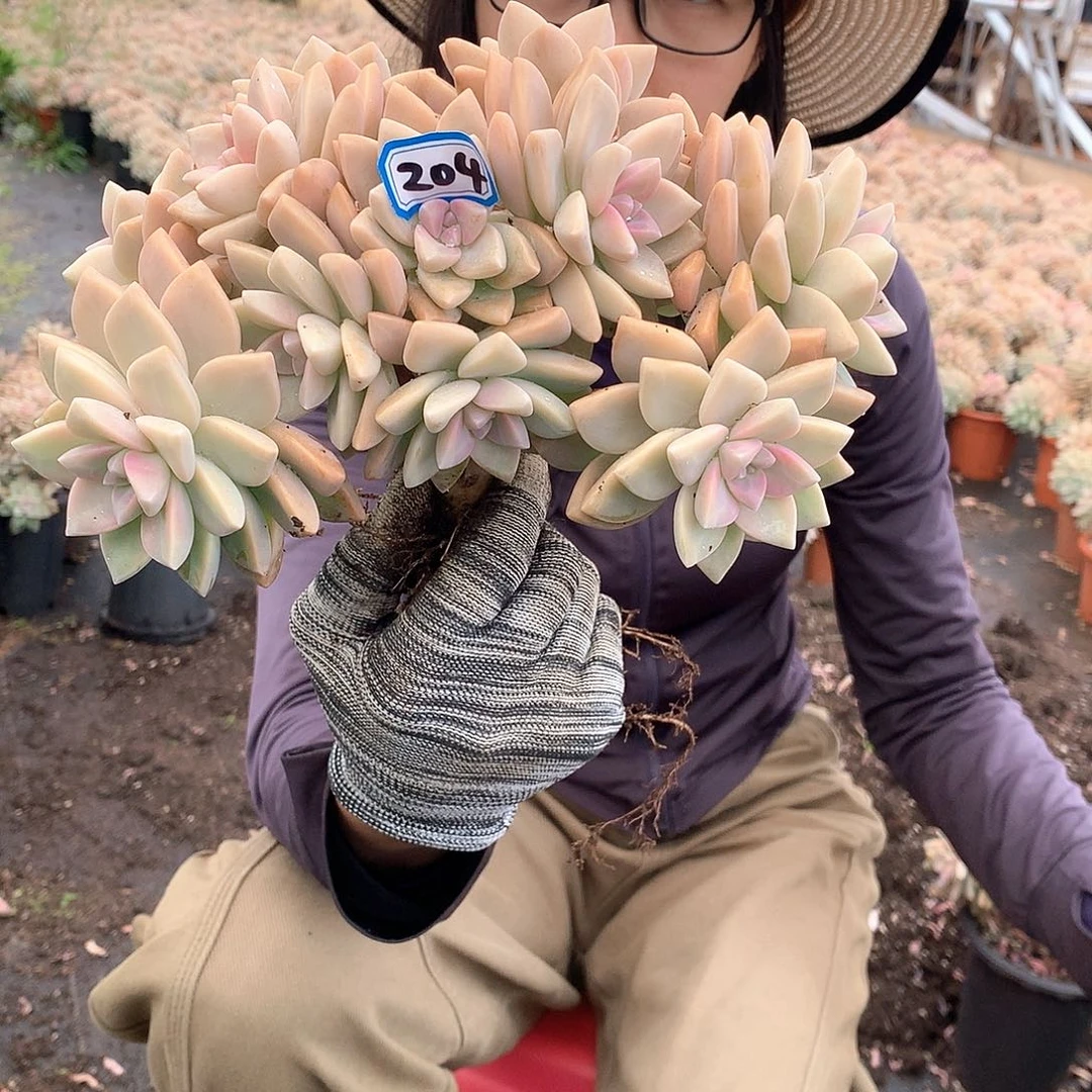 204 淡雪缀 一物一拍