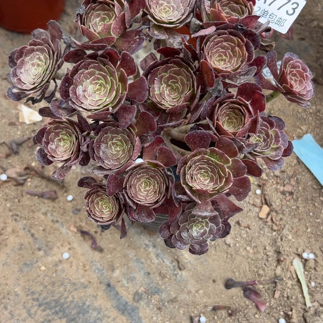 773多肉  萝莉
