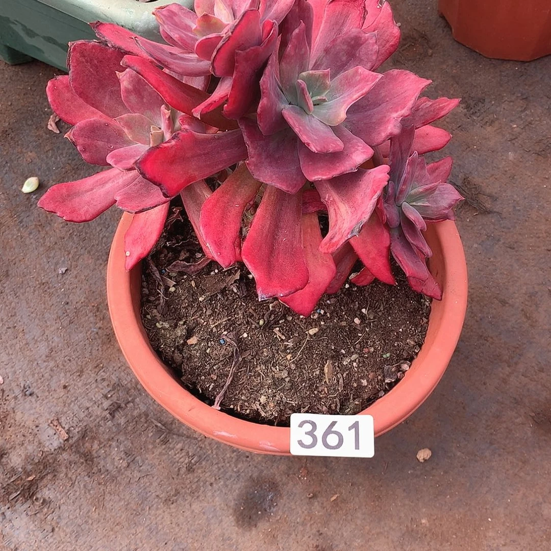 361钻石锦 一物一拍多肉