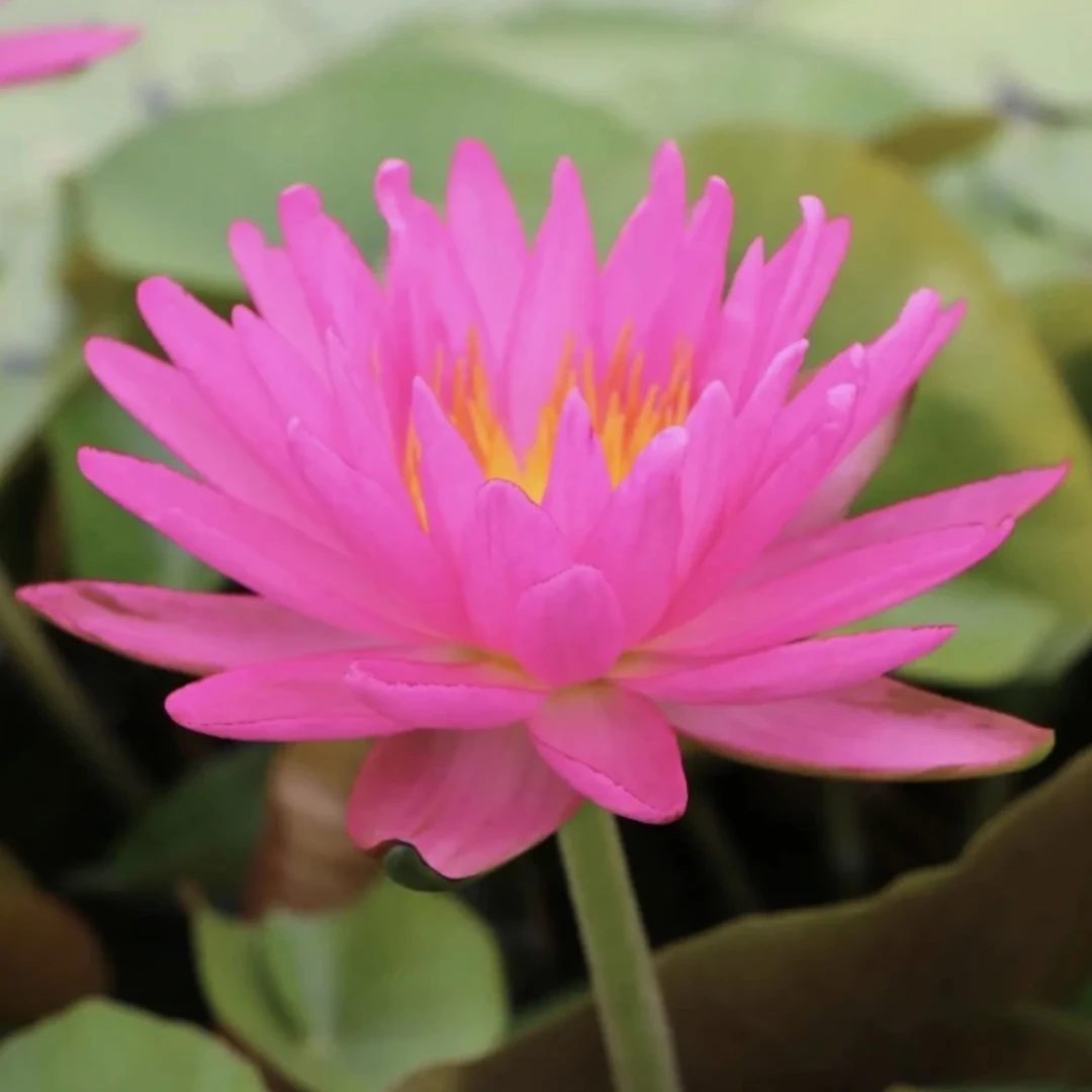 粉色丝绸 大型耐寒睡莲