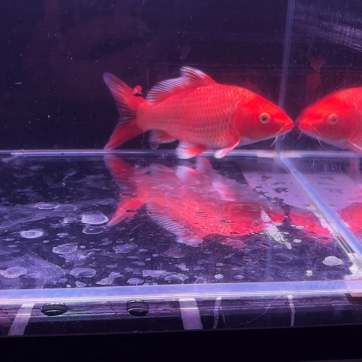 俊***东蝴蝶鲤2号蝴蝶鲤。小缸