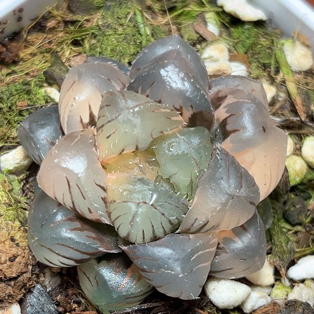 恭喜发财大吉大利353