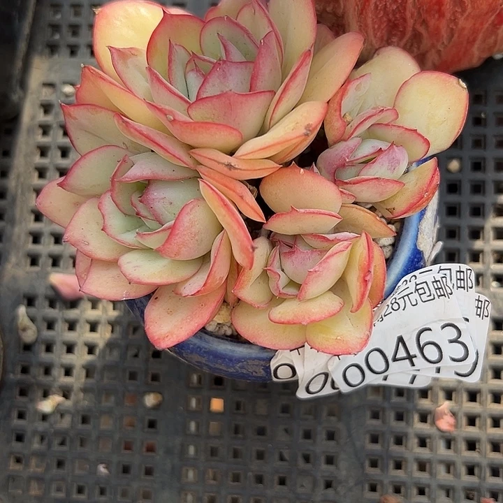 幸运的是我还没遇到