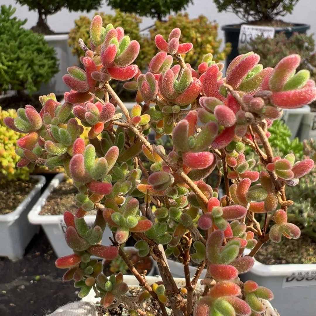 D3685红叶一物一拍