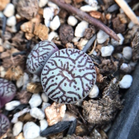 多肉肉锥 Y661八重墨