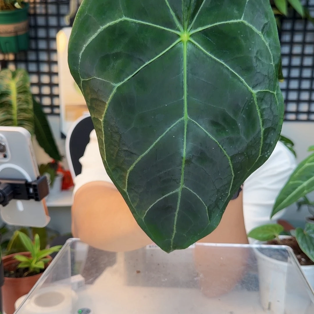 完全开放H12  黑水晶盾