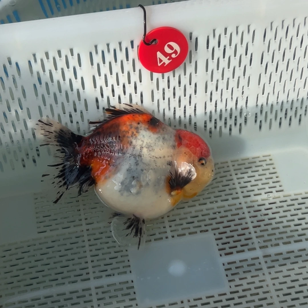 ****爱海水鱼微瑕一只也要来试哈