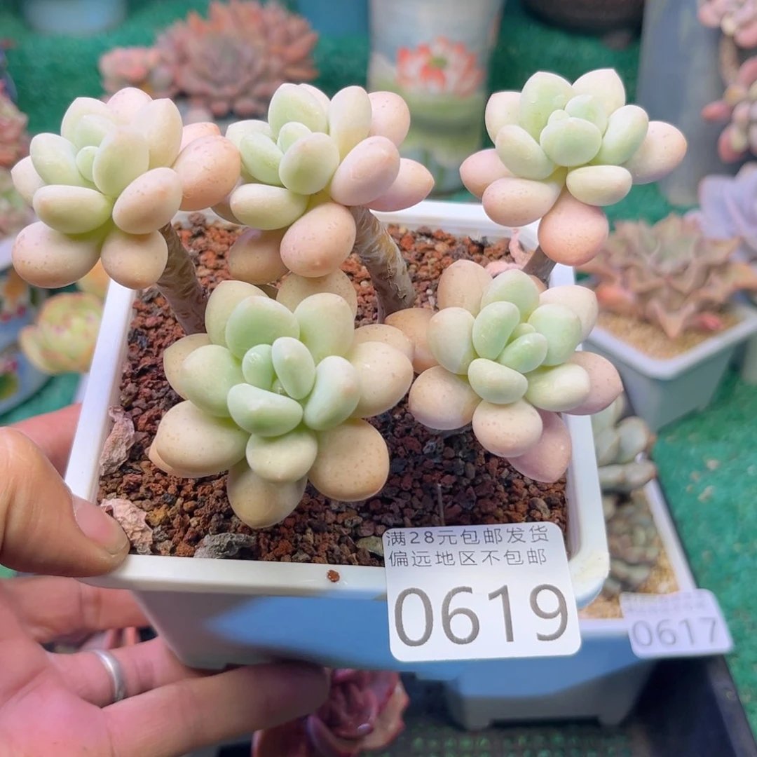 大0619b n k k k k k k k k