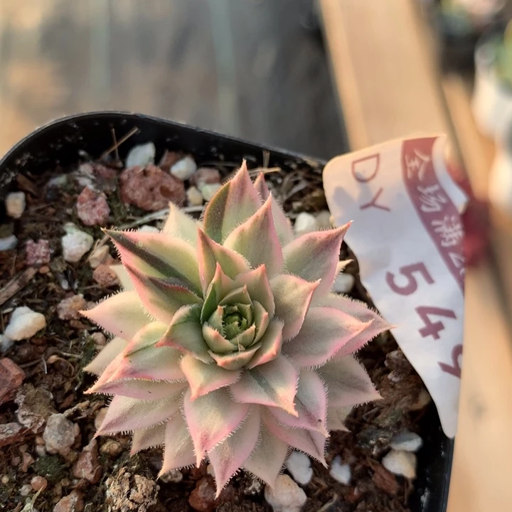 长生草锦多肉植物