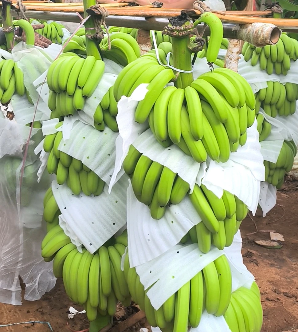 WM广东青皮香蕉 现摘现发 不水洗不泡药水新鲜现发青皮果产地直发