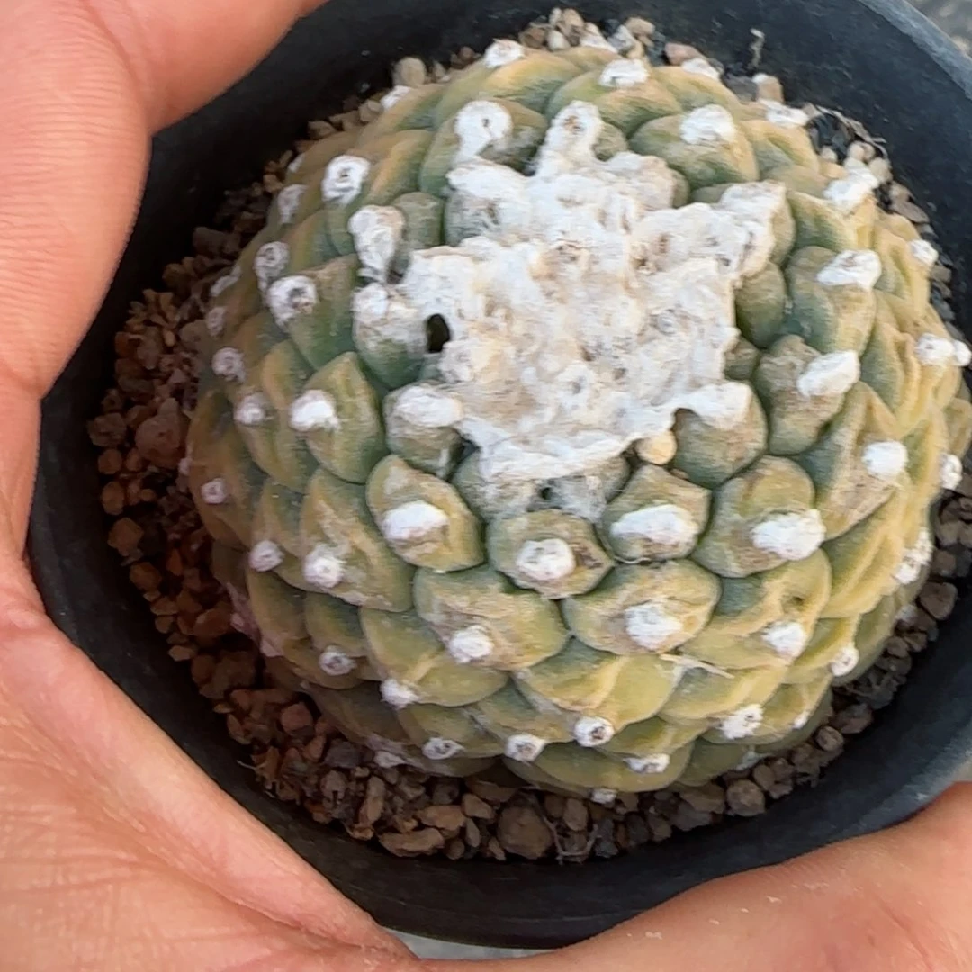 B****t福利满30包邮48小时凑单