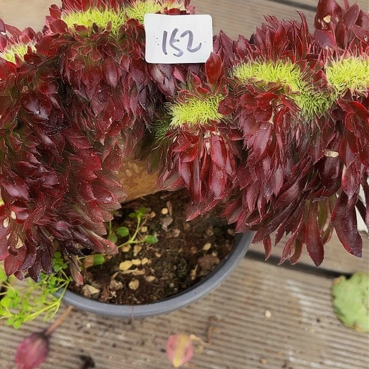 子*152多肉植物植物植物植物