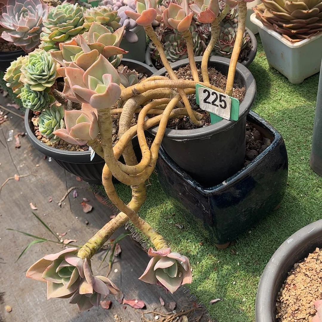 我***们何事多肉植物保护225