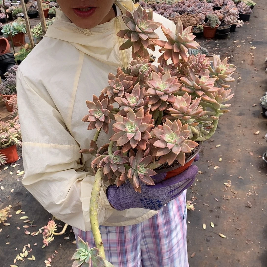橙色恋人19.8 量拍多肉植物