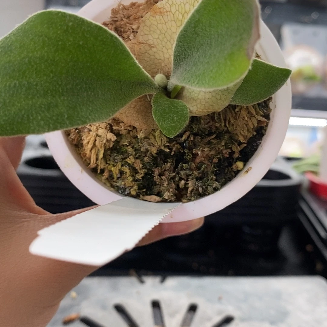 无花朵北猴鹿角蕨