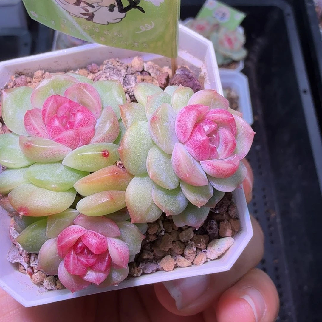 三头琴心开播福利