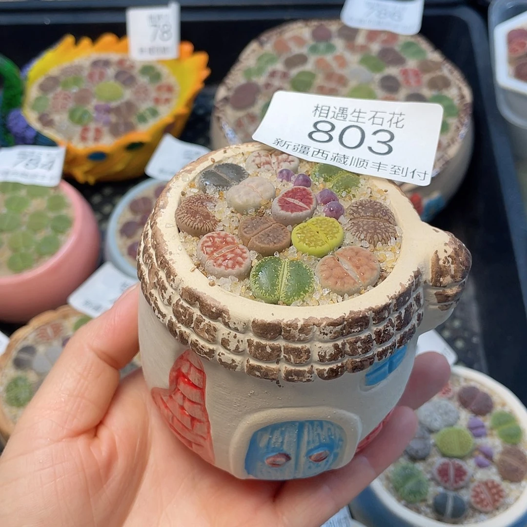 相遇开播福利803
