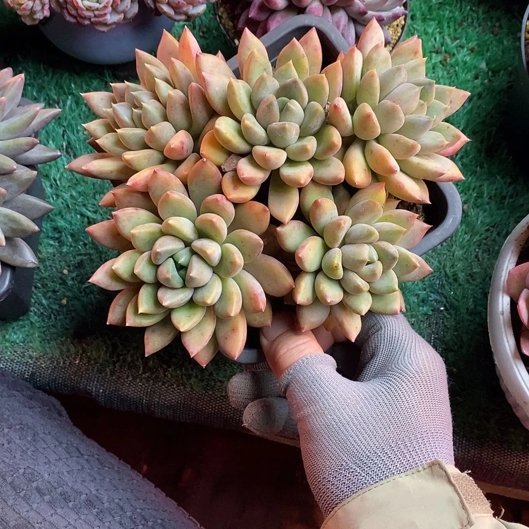 无坎平头老桩红象牙多肉