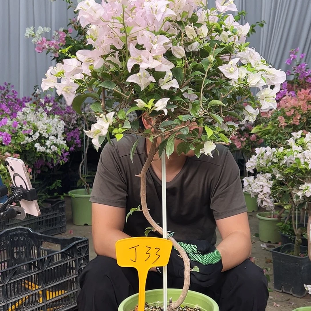 小***水完全开放J33苹果花
