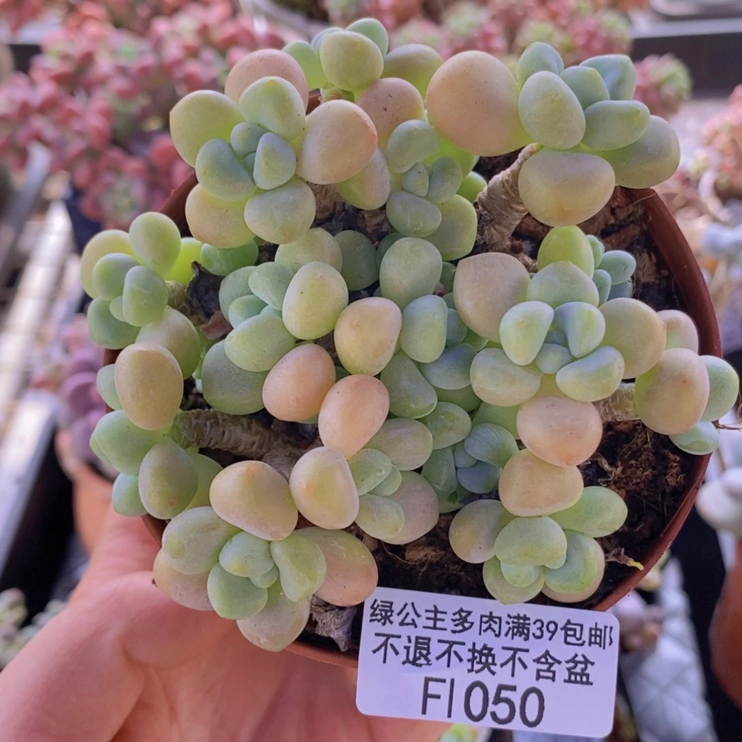 香水洛神9cm1050多肉植物