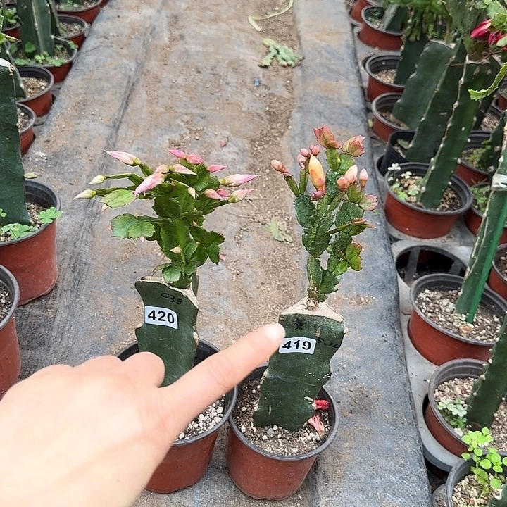 419+420嫁接蟹爪兰：黄金+038