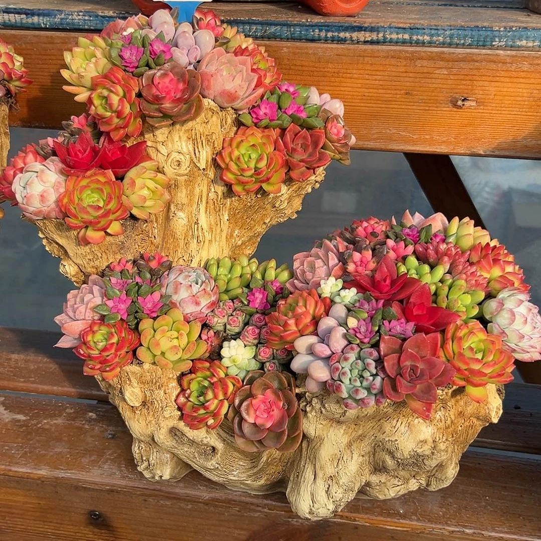 大号花园多肉组合花园