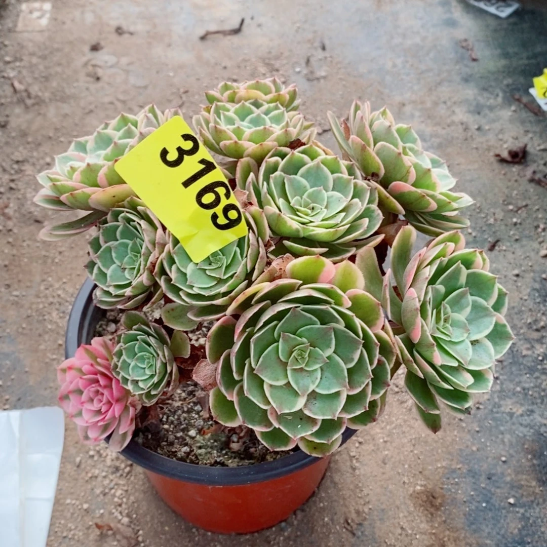 粉花妖3169多肉植物