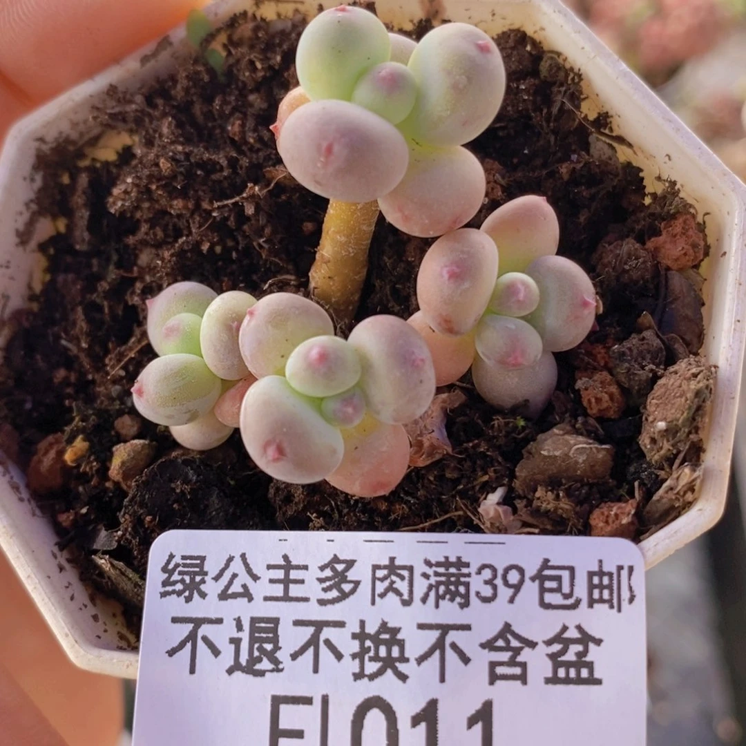 苹果奶拼1011多肉植物