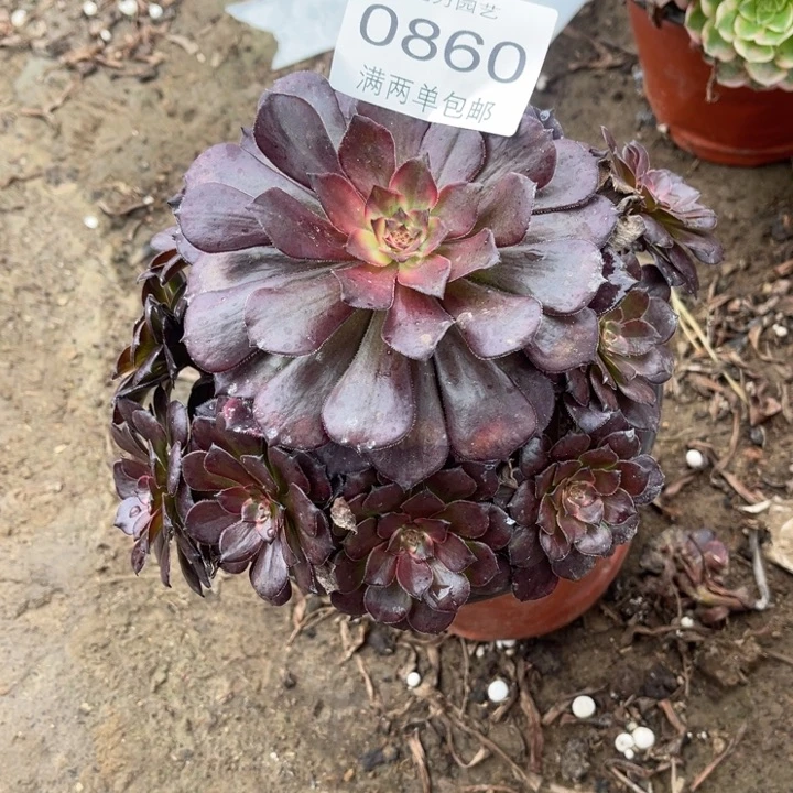 0860烟花的人多肉的