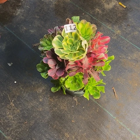 正***成法师嫁接的时候就会有112