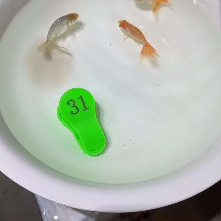精品金鱼包邮包活