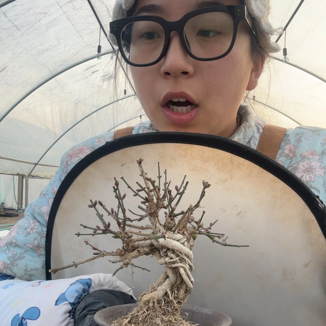 迎春花見*迎春花盆景盆栽