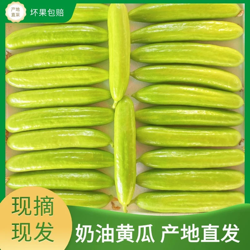 新鲜现摘水果黄瓜清甜爽口可即食的脆嫩小黄瓜