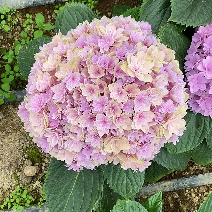 75号绣球/有色差介意勿拍/3单冷链包邮/偏远补运费发德邦