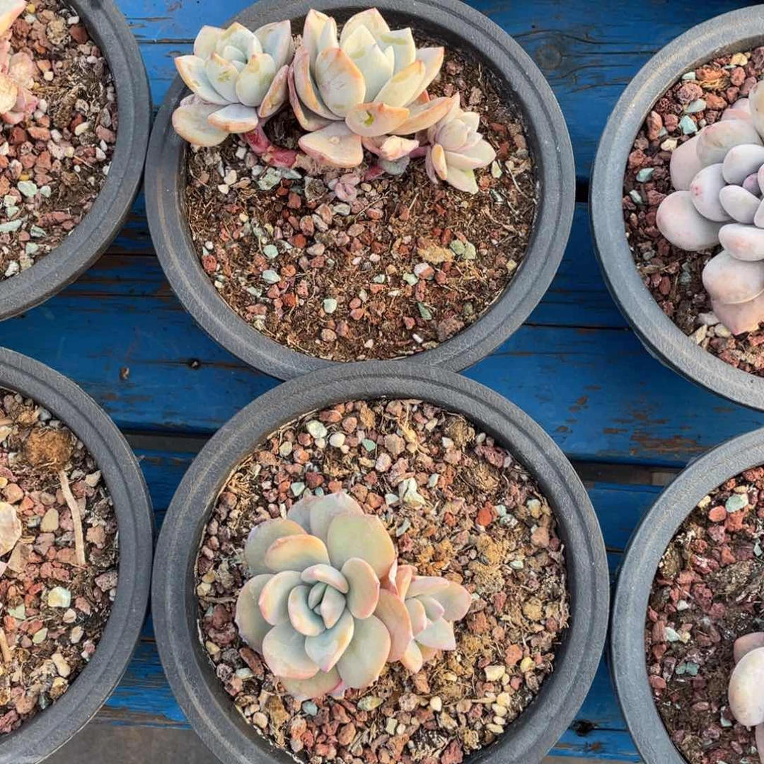 Y***a奶茶两个一组50多肉