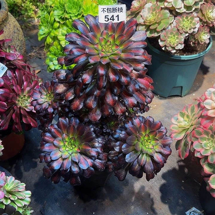 欣541多肉法师锦1111