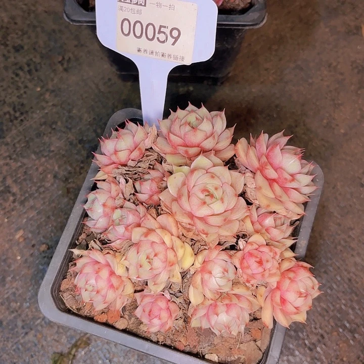 如*笨吧一物一拍00059