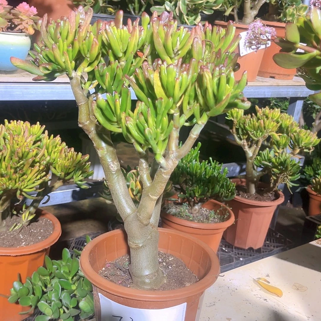 老桩吸财树7320花