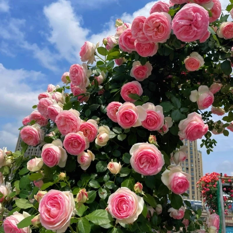 粉色龙沙宝石爬藤月季大苗多花浓香蔷薇花苗阳台庭院植物多季开花